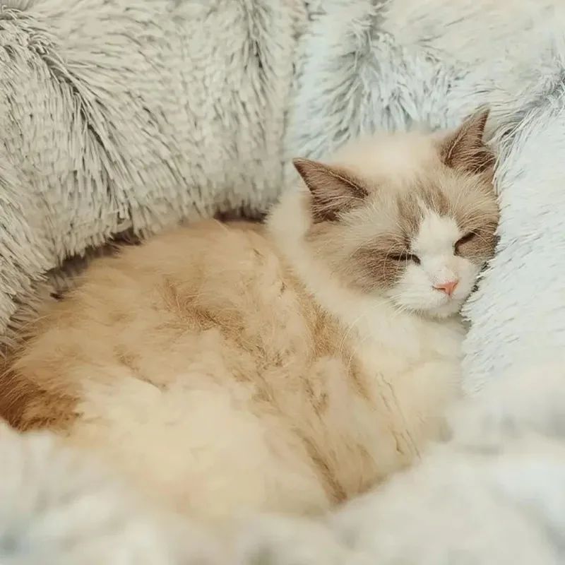 Plush Winter Cat & Dog Bed with Cushion - Jabula & Co Pets